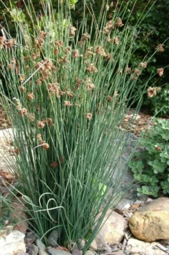 Elk's Blue California Gray Rush (Juncus Patens) - 1 Gallon Pot -Cheap Green Garden Store juncus patens elk blue california rush 9