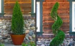 Spartan Juniper - 7 Gallon Pot (3-4') 11 Spartan Juniper - 7 Gallon Pot (3-4') -Cheap Green Garden Store juniper20spartan202