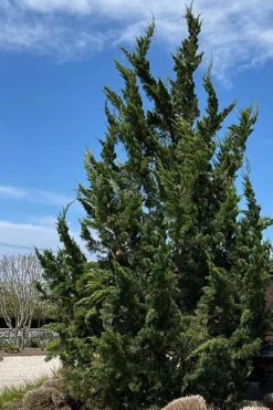 Kaizuka Twisted Juniper - 1 Gallon Pot -Cheap Green Garden Store juniperus chinensis kaizuka twisted juniper 5