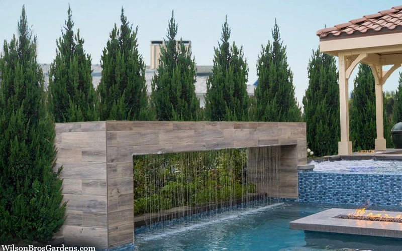 Spartan Juniper - 7 Gallon Pot (3-4') 4 Spartan Juniper - 7 Gallon Pot (3-4') - Image 4