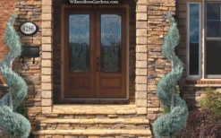 Moonglow Juniper Spiral Topiary - 5 Gallon Pot -Cheap Green Garden Store juniperus scopulorum moonglow juniper spiral topiary 6