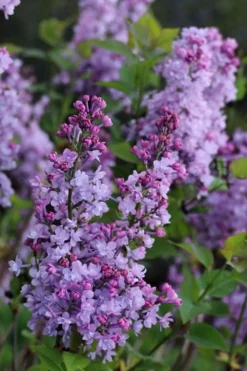 Scentara Double Blue Lilac - 3 Gallon Pot -Cheap Green Garden Store lilac scentara double blue 1