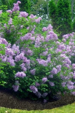 Scentara Double Blue Lilac - 3 Gallon Pot -Cheap Green Garden Store lilac scentara double blue 4