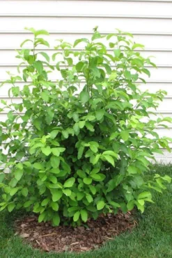 Spicebush (Lindera Benzoin) - 2.5 Gallon Pot -Cheap Green Garden Store lindera benzoin yellow spicebush 11 1