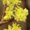 Spicebush (Lindera Benzoin) - 2.5 Gallon Pot