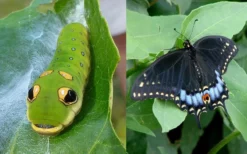 Spicebush (Lindera Benzoin) - 2.5 Gallon Pot -Cheap Green Garden Store lindera benzoin yellow spicebush 23 1