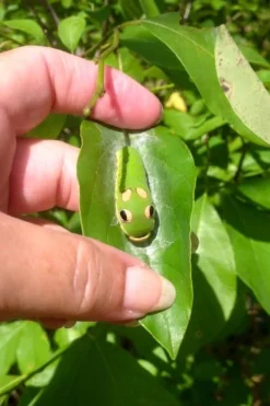 Spicebush (Lindera Benzoin) - 3 Pack Of 1.5 Quart Pots -Cheap Green Garden Store lindera benzoin yellow spicebush 7
