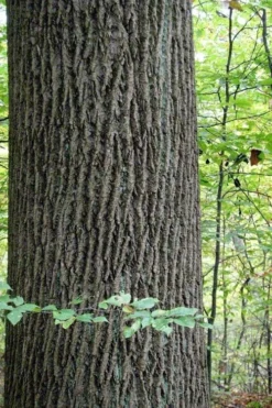 Tulip Poplar Tree (Liriodendron Tulipifera) - 3 Pack Of 1.5 Quart Pots -Cheap Green Garden Store liriodendron tulipifera yellow tulip poplar flower 11
