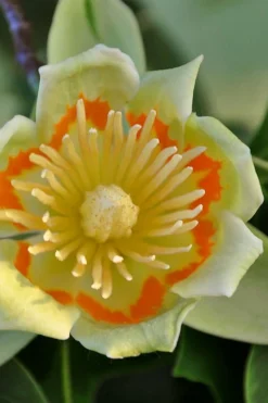 Tulip Poplar Tree - 3 Gallon Pot -Cheap Green Garden Store liriodendron tulipifera yellow tulip poplar flower 12 1