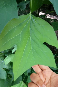Tulip Poplar Tree (Liriodendron Tulipifera) - 3 Pack Of 1.5 Quart Pots -Cheap Green Garden Store liriodendron tulipifera yellow tulip poplar flower 4