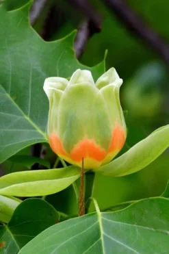 Tulip Poplar Tree - 3 Gallon Pot -Cheap Green Garden Store liriodendron tulipifera yellow tulip poplar flower 6 1