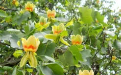 Tulip Poplar Tree (Liriodendron Tulipifera) - 3 Pack Of 1.5 Quart Pots -Cheap Green Garden Store liriodendron tulipifera yellow tulip poplar flower 8