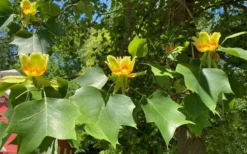 Tulip Poplar Tree (Liriodendron Tulipifera) - 3 Pack Of 1.5 Quart Pots -Cheap Green Garden Store liriodendron tulipifera yellow tulip poplar flower 9