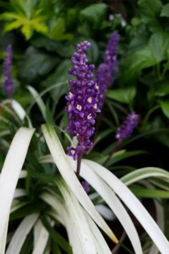 Okina Liriope (Frosted Monkey Grass) - 6 Pack Of 1 Gallon Pots -Cheap Green Garden Store liriope muscari okina lilyturf 4 1