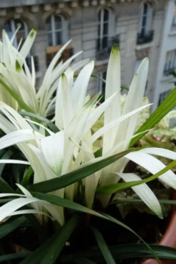 Okina Liriope (Frosted Monkey Grass) - 1 Gallon Pot -Cheap Green Garden Store liriope muscari okina lilyturf 5