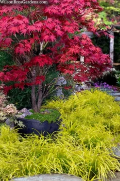 Gold Ingot Liriope (Golden Lilyturf) - 1 Gallon Pot -Cheap Green Garden Store liriope muscari peedee ingot golden lilyturf 5