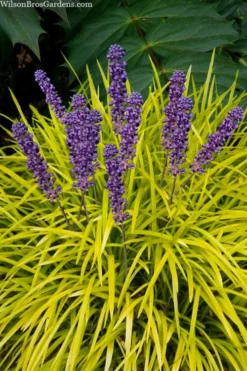 Gold Ingot Liriope (Golden Lilyturf) - 1 Gallon Pot