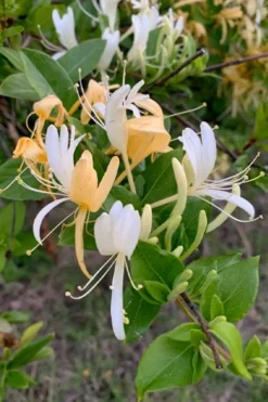 Hall's Hardy Honeysuckle Vine (Lonicera Japonica 'Halliana') - 2 Gallon Pot -Cheap Green Garden Store lonicera japonica halliana halls hardy honeysuckle 1