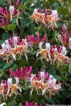 Serotina Fragrant Honeysuckle Vine - 1 Gallon Pot -Cheap Green Garden Store lonicera periclymenum serotina fragrant honeysuckle vine 2