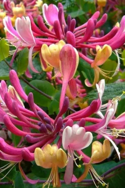 Serotina Fragrant Honeysuckle Vine - 1 Gallon Pot -Cheap Green Garden Store lonicera periclymenum serotina fragrant honeysuckle vine 4