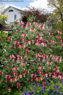 Serotina Fragrant Honeysuckle Vine - 1 Gallon Pot -Cheap Green Garden Store lonicera periclymenum serotina fragrant honeysuckle vine 8