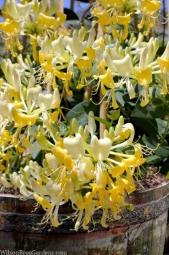 Scentsation Fragrant Yellow Honeysuckle - Lonicera Periclymenum - 3 Gallon Pot 13 Scentsation Fragrant Yellow Honeysuckle - Lonicera Periclymenum - 3 Gallon Pot -Cheap Green Garden Store lonicera scentsation fragrant yellow honeysuckle 101