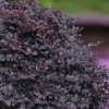 Cerise Charm Dwarf Loropetalum - 3 Gallon Pot