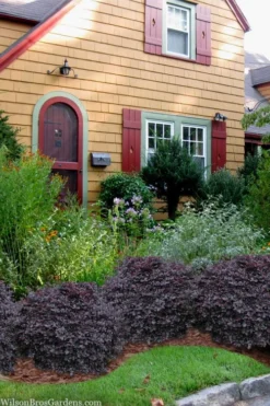 Cerise Charm Dwarf Loropetalum - 6 Pack Of 1 Gallon Pots -Cheap Green Garden Store loropetalum cerise charm 3 2