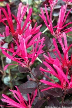 Cerise Charm Dwarf Loropetalum - 6 Pack Of 1 Gallon Pots -Cheap Green Garden Store loropetalum cerise charm 4 2