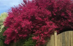 Zhuzhou Loropetalum (Chinese Fringeflower) - 3 Gallon Pot -Cheap Green Garden Store loropetalum chinense zhu zhou 100