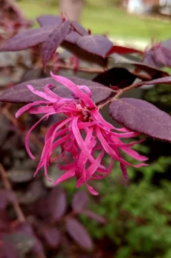 Zhuzhou Loropetalum (Chinese Fringeflower) - 3 Gallon Pot -Cheap Green Garden Store loropetalum chinense zhu zhou 101
