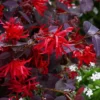 Ever Red Loropetalum (Chinese Fringeflower) - 2 Gallon Pot