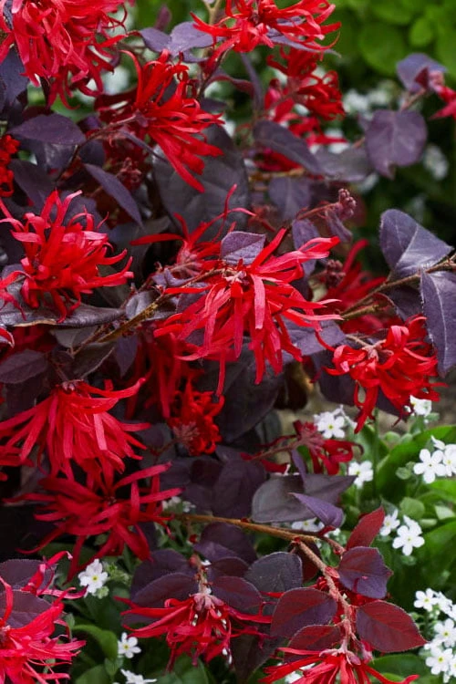 Ever Red Loropetalum (Chinese Fringeflower) - 2 Gallon Pot 1 Ever Red Loropetalum (Chinese Fringeflower) - 2 Gallon Pot
