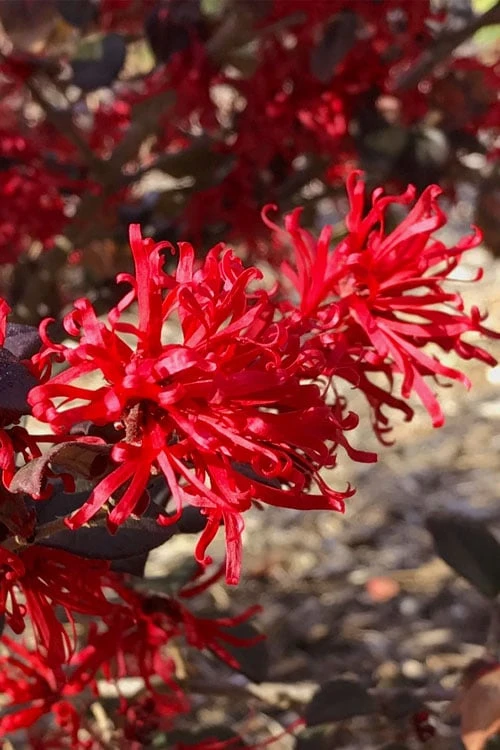 Ever Red Loropetalum (Chinese Fringeflower) - 2 Gallon Pot 4 Ever Red Loropetalum (Chinese Fringeflower) - 2 Gallon Pot - Image 4