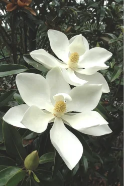 Alta Southern Magnolia - 3 Gallon Pot