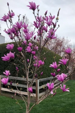 Ann Magnolia Tulip Tree - 5 Gallon Pot 12 Ann Magnolia Tulip Tree - 5 Gallon Pot -Cheap Green Garden Store magnolia ann tulip tree 100 1