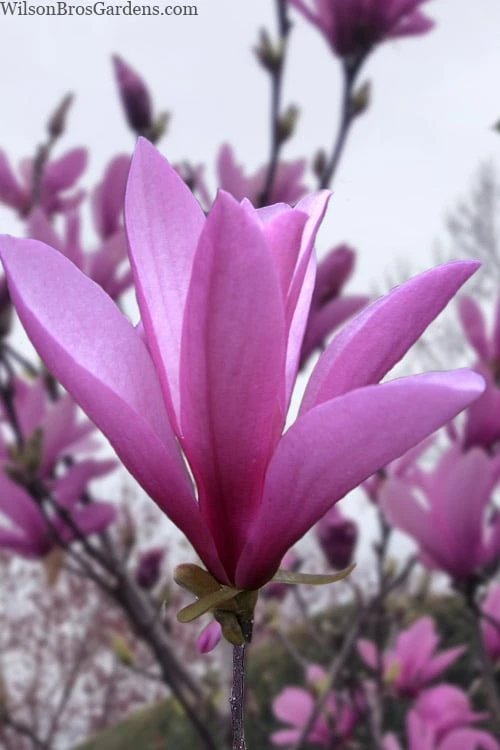 Ann Magnolia Tulip Tree - 5 Gallon Pot 1 Ann Magnolia Tulip Tree - 5 Gallon Pot