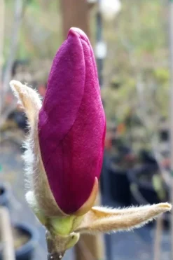 Betty Magnolia Tulip Tree - 1 Gallon Pot -Cheap Green Garden Store magnolia betty 21