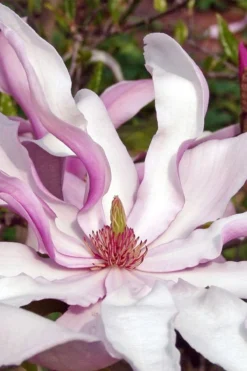 Betty Magnolia Tulip Tree - 3 Gallon Pot