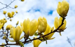 Butterflies Yellow Magnolia (Tulip Tree) - 3 Gallon Pot -Cheap Green Garden Store magnolia butterflies yellow tulip tree 2