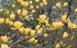 Butterflies Yellow Magnolia (Tulip Tree) - 3 Gallon Pot -Cheap Green Garden Store magnolia butterflies yellow tulip tree 3