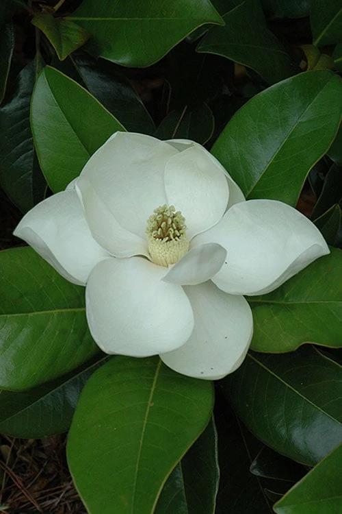 Edith Bogue Cold Hardy Evergreen Magnolia - 7 Gallon Pot 6 Edith Bogue Cold Hardy Evergreen Magnolia - 7 Gallon Pot - Image 6