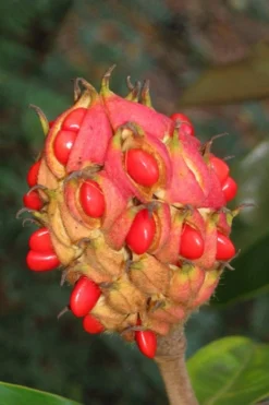 Victoria Cold Hardy Evergreen Magnolia - 7 Gallon Pot (5-6') -Cheap Green Garden Store magnolia edith bogue fruit 1 2