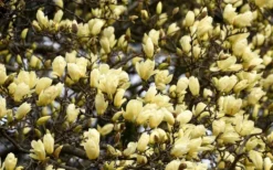 Elizabeth Magnolia (Tulip Tree) - 5 Gallon Pot -Cheap Green Garden Store magnolia elizabeth 15