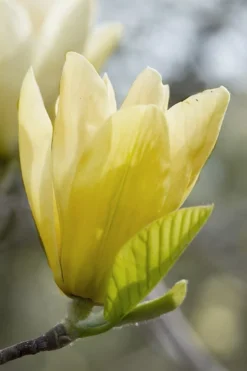 Elizabeth Magnolia (Tulip Tree) - 5 Gallon Pot -Cheap Green Garden Store magnolia elizabeth 2