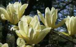 Elizabeth Magnolia (Tulip Tree) - 5 Gallon Pot -Cheap Green Garden Store magnolia elizabeth 4