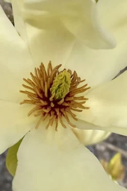 Elizabeth Magnolia (Tulip Tree) - 5 Gallon Pot -Cheap Green Garden Store magnolia elizabeth 6