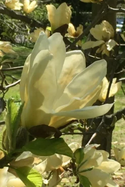 Elizabeth Magnolia (Tulip Tree) - 5 Gallon Pot -Cheap Green Garden Store magnolia elizabeth 8