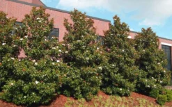 Little Gem Dwarf Southern Magnolia - 5 Gallon Pot -Cheap Green Garden Store magnolia little gem 11