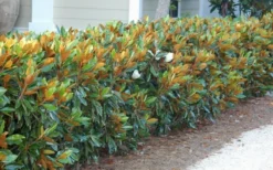 Little Gem Dwarf Southern Magnolia - 5 Gallon Pot -Cheap Green Garden Store magnolia little gem 12